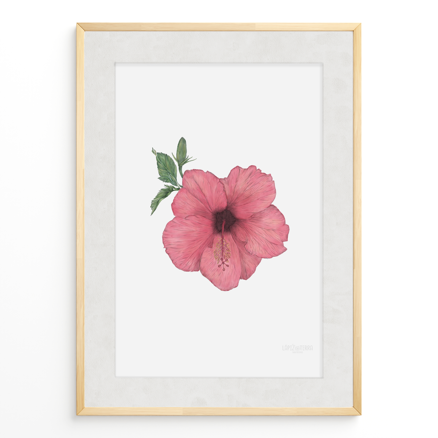 Hibisco