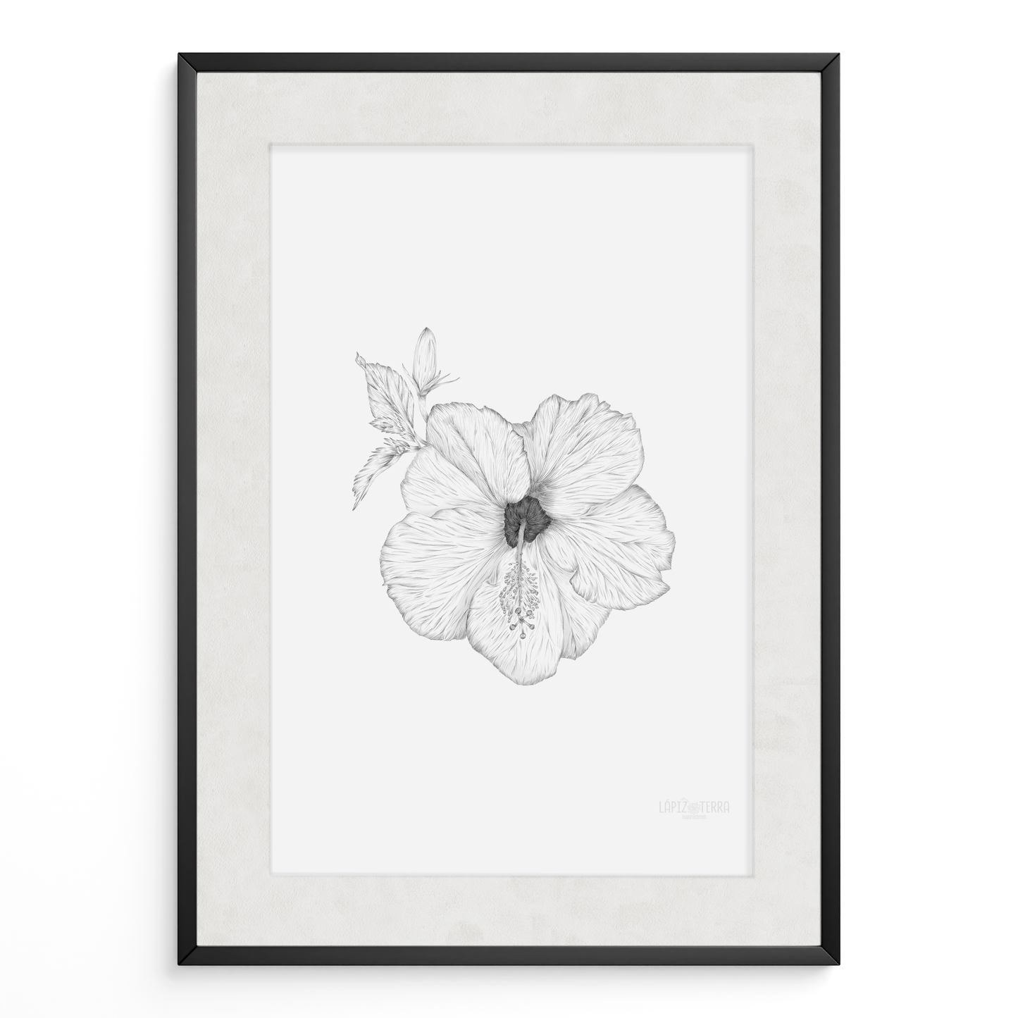 Hibisco