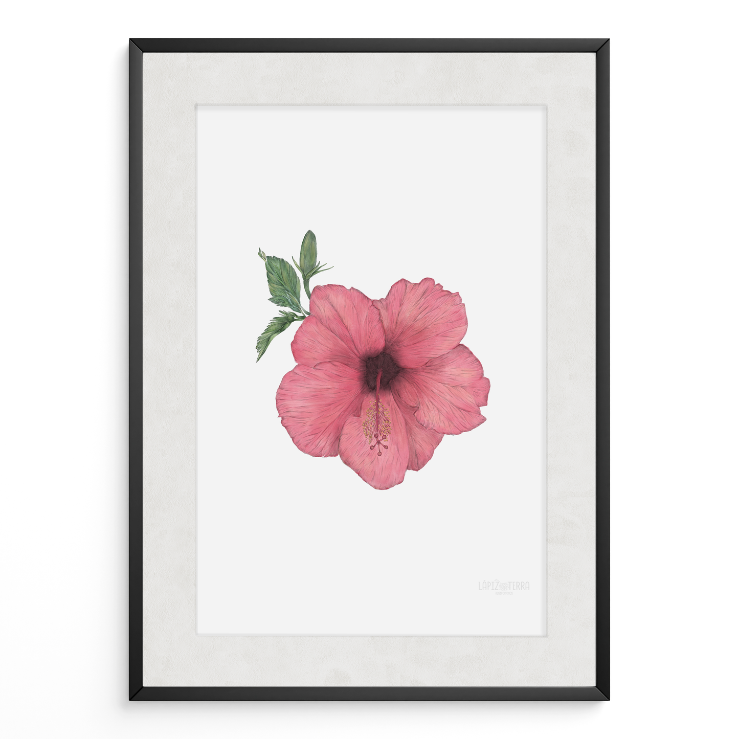Hibisco