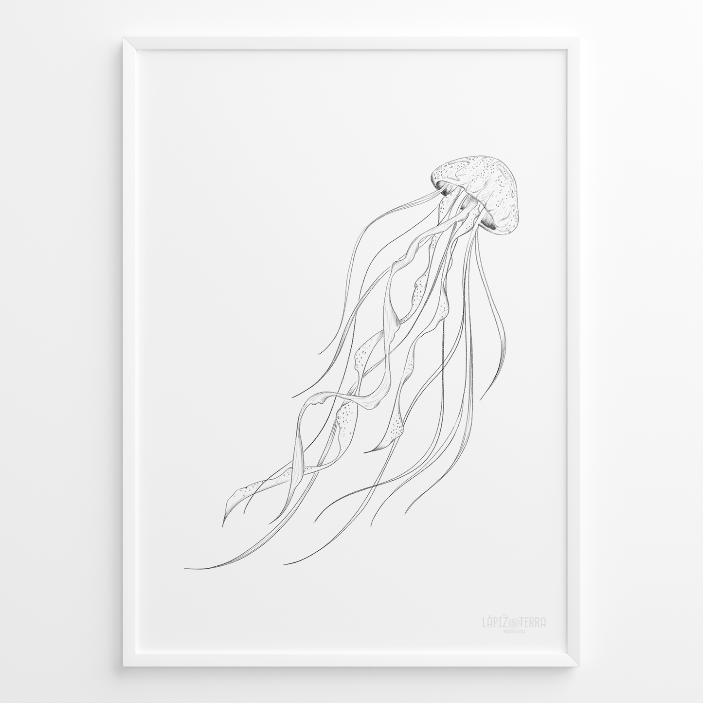 Medusa B&N