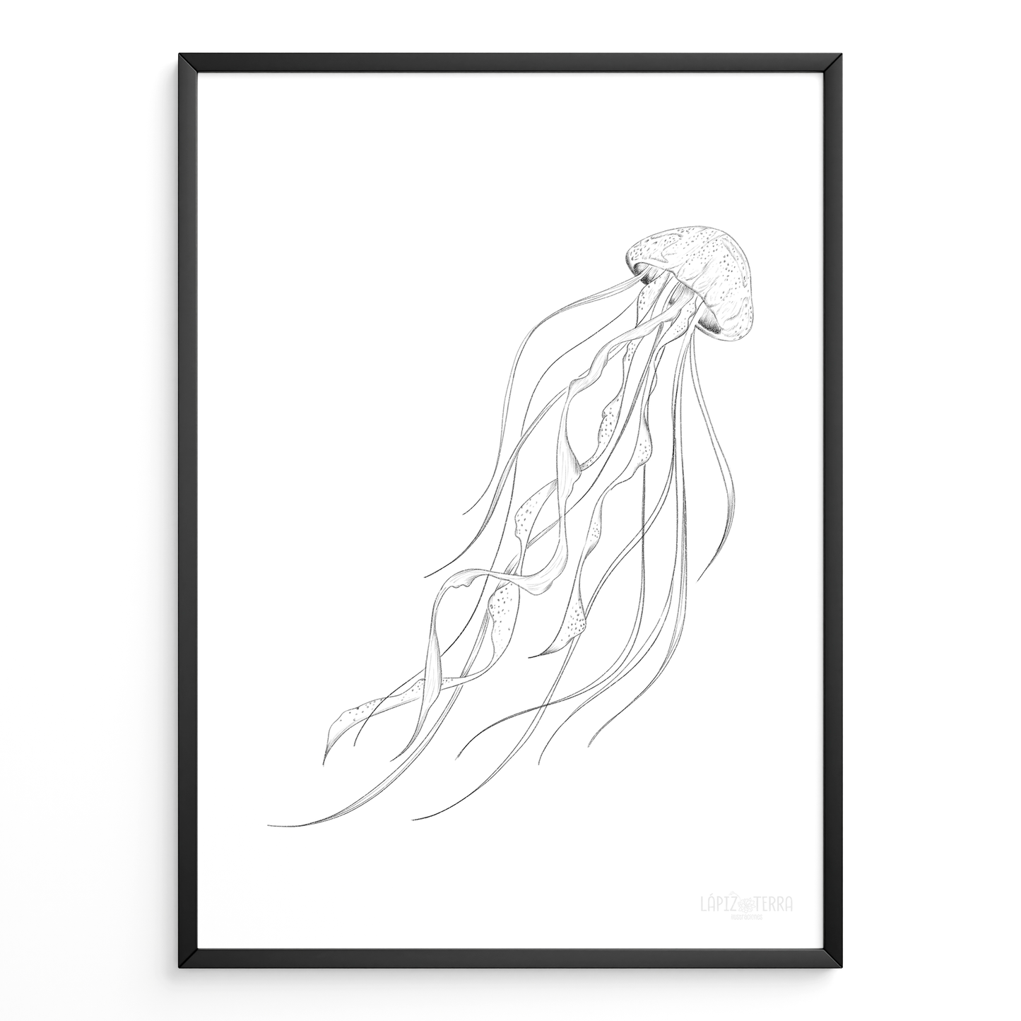 Medusa B&N