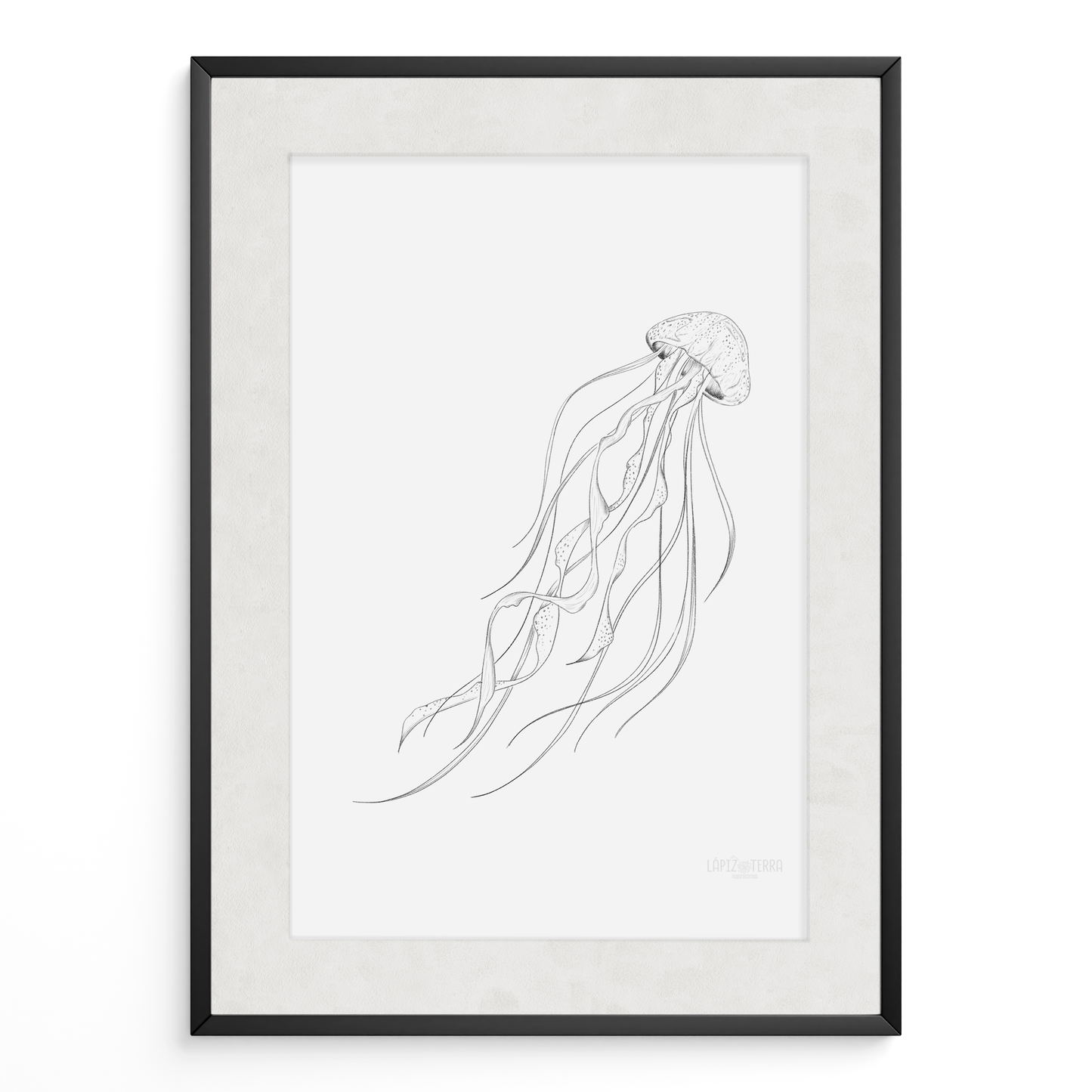 Medusa B&N