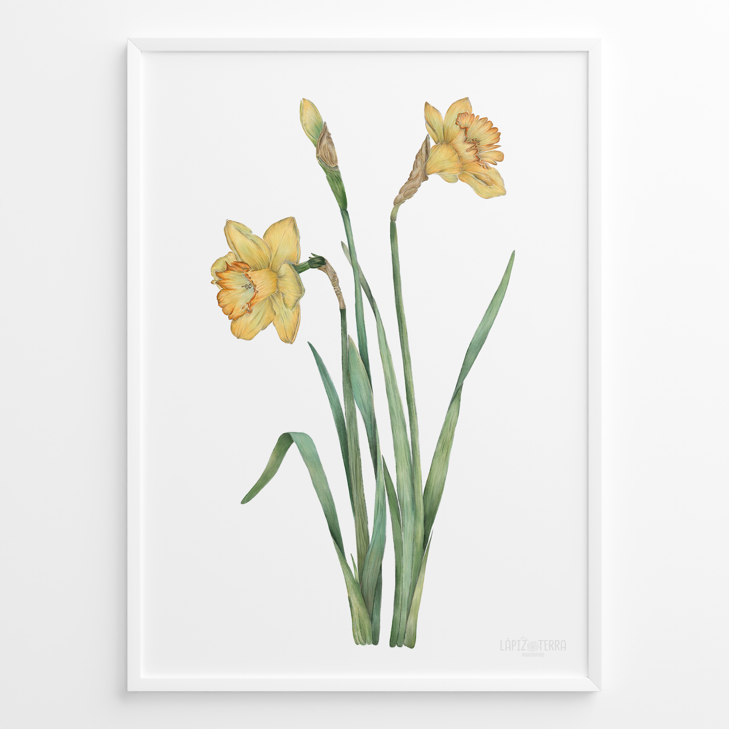 Narciso