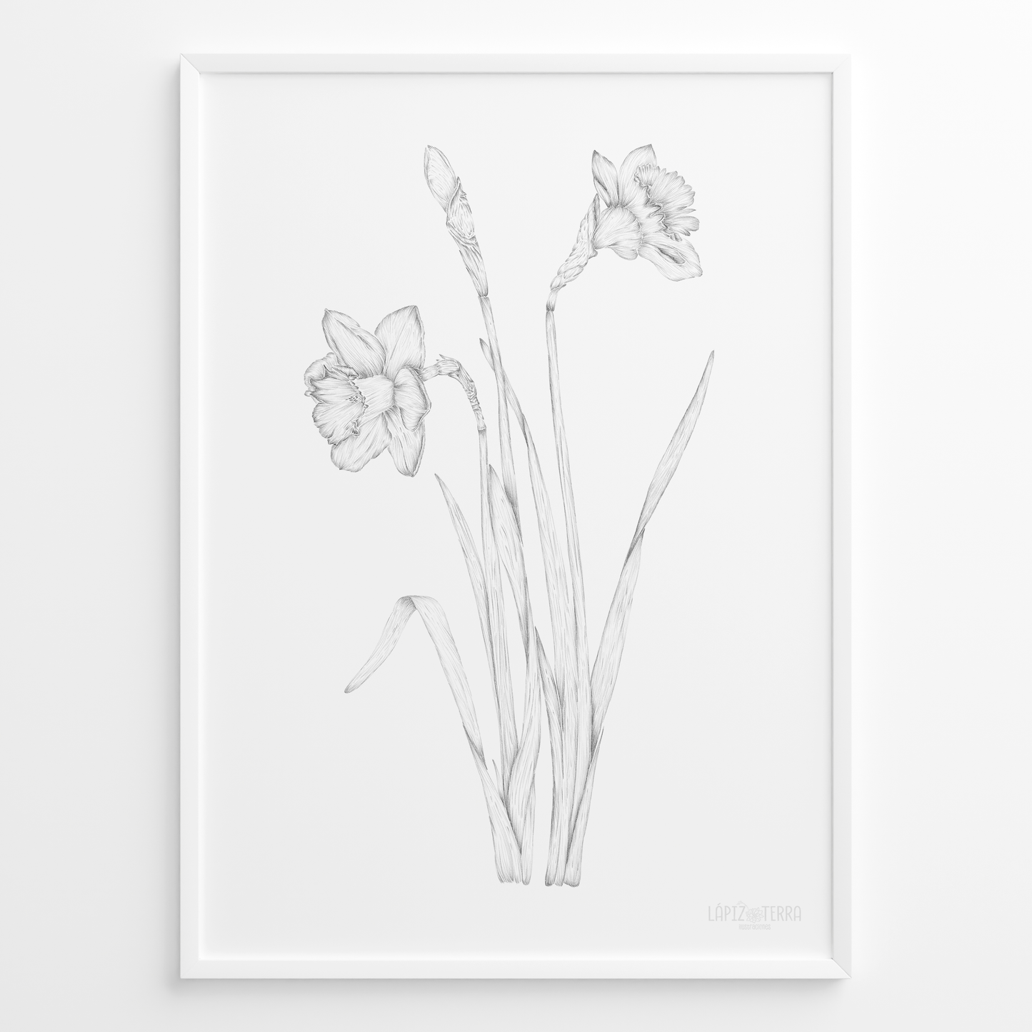 Narciso B&N