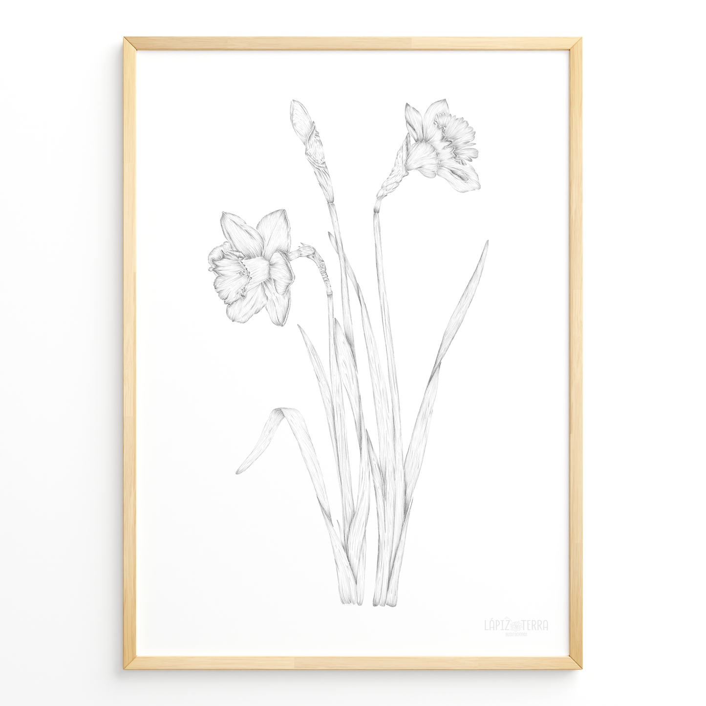 Narciso B&N