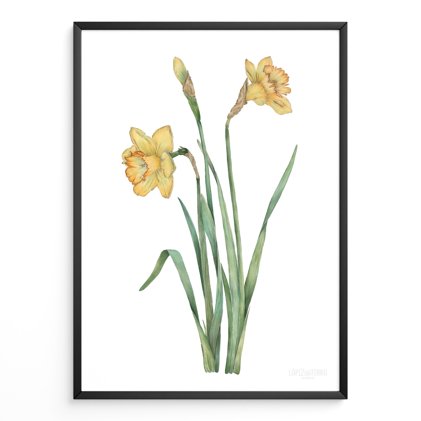 Narciso