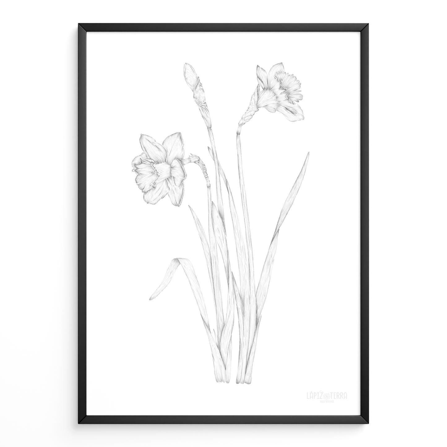 Narciso B&N