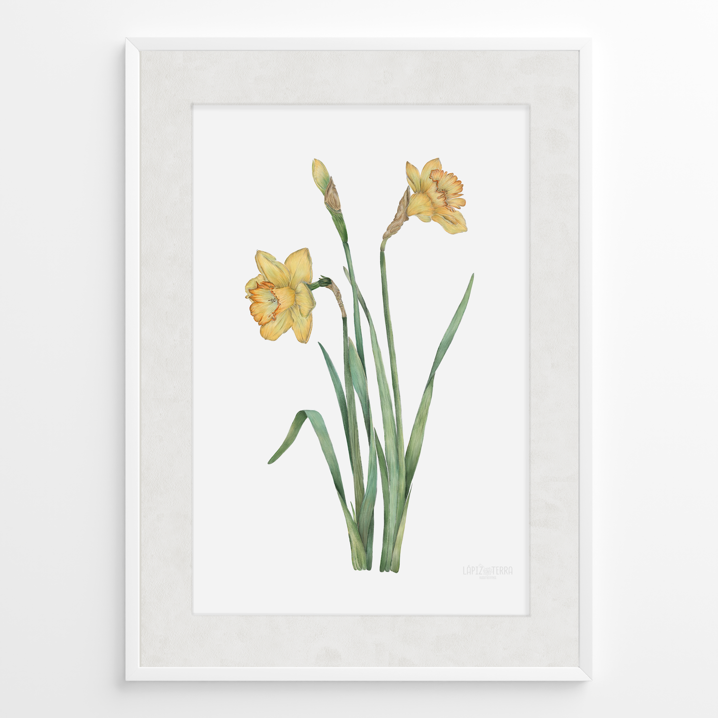 Narciso