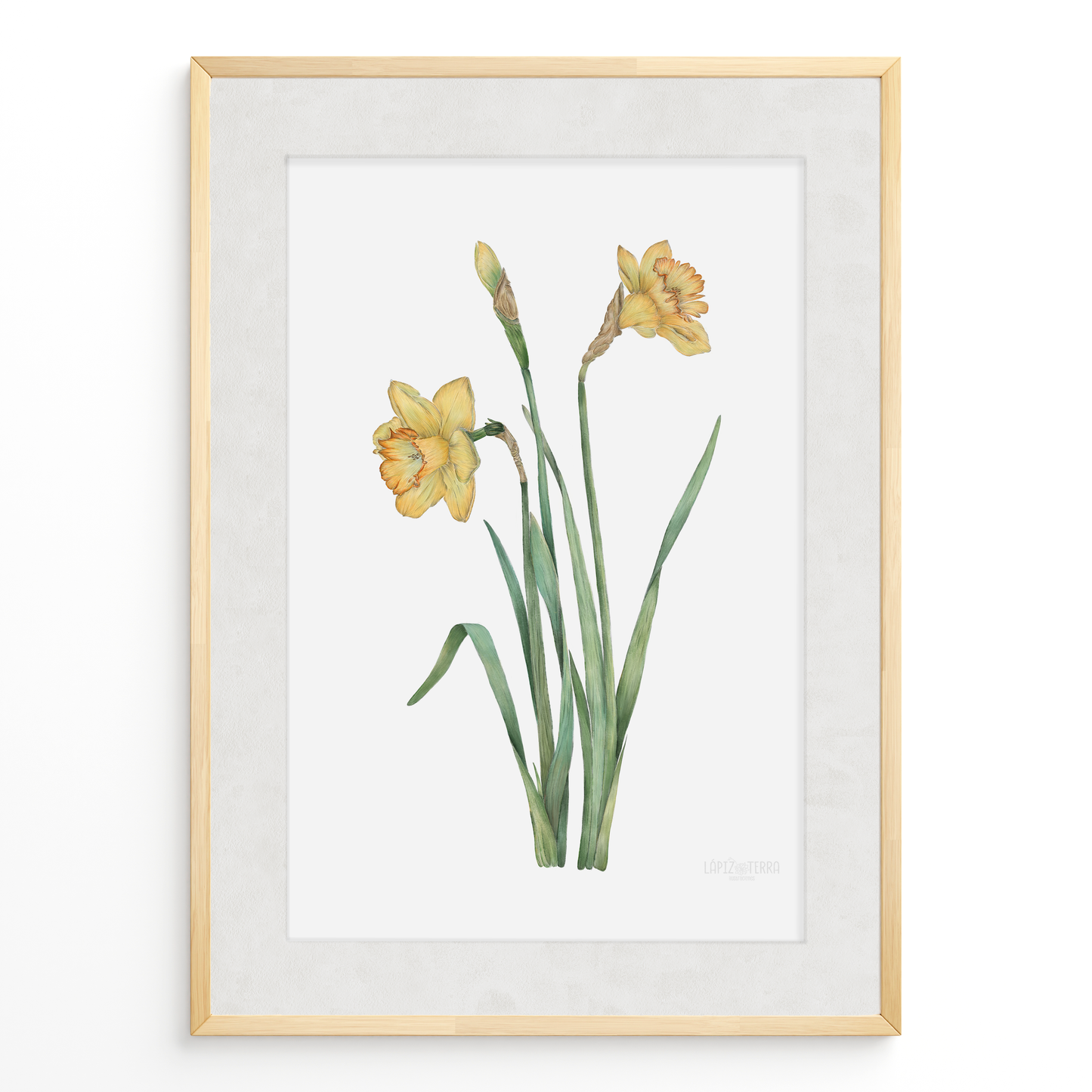 Narciso