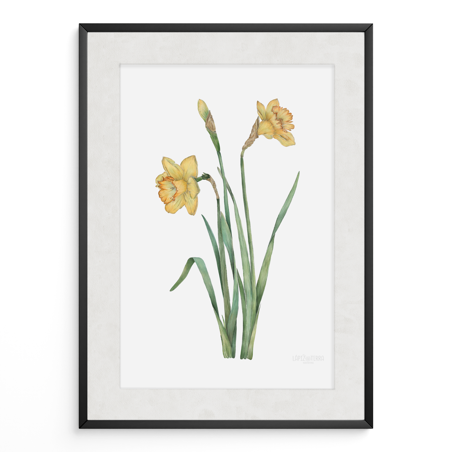 Narciso
