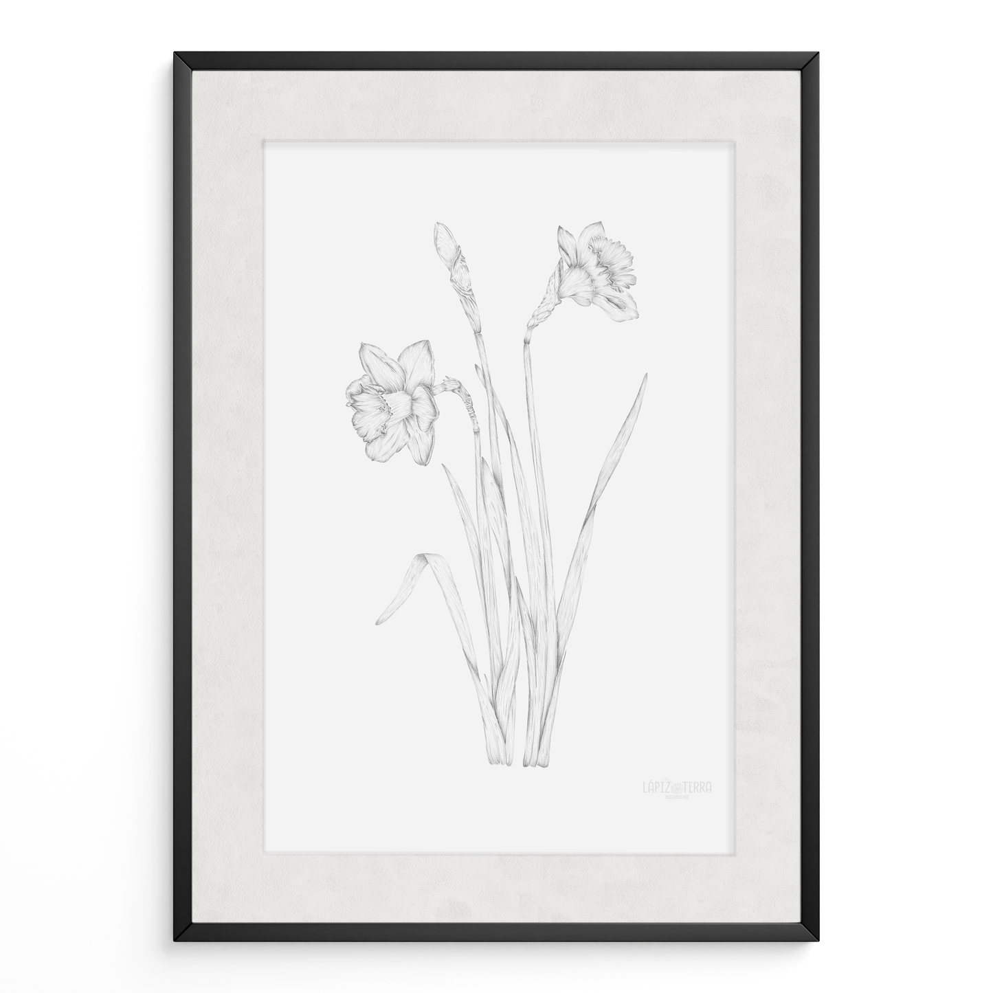 Narciso B&N