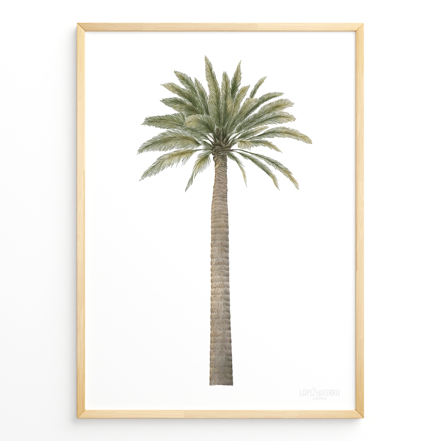 Palma Chilena