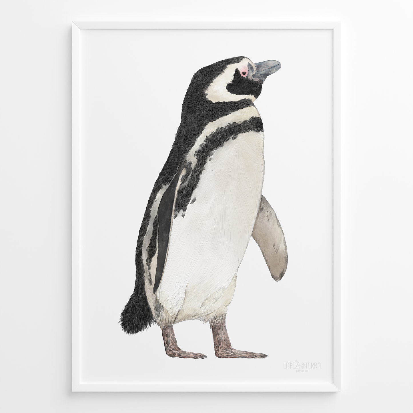 Pingüino de Magallanes