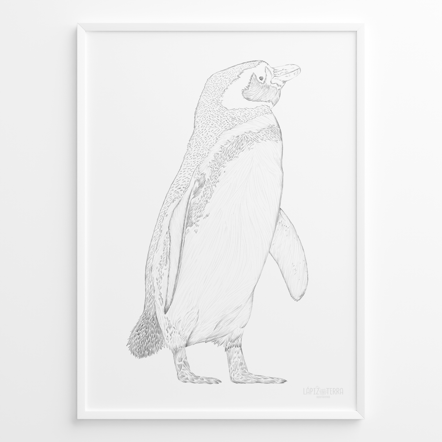 Pingüino de Magallanes B&N