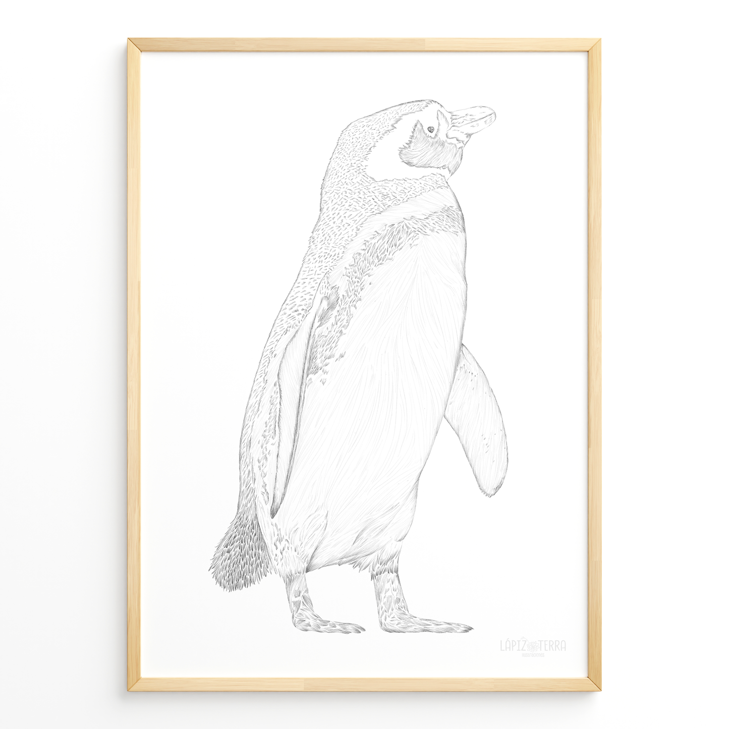 Pingüino de Magallanes B&N