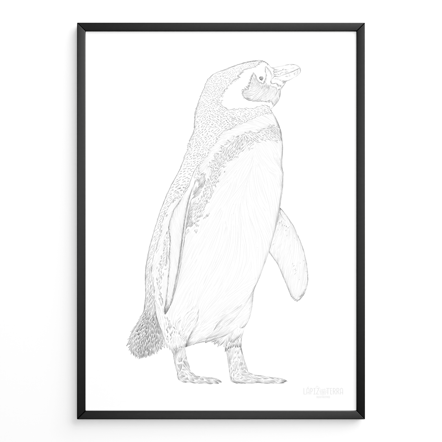 Pingüino de Magallanes B&N