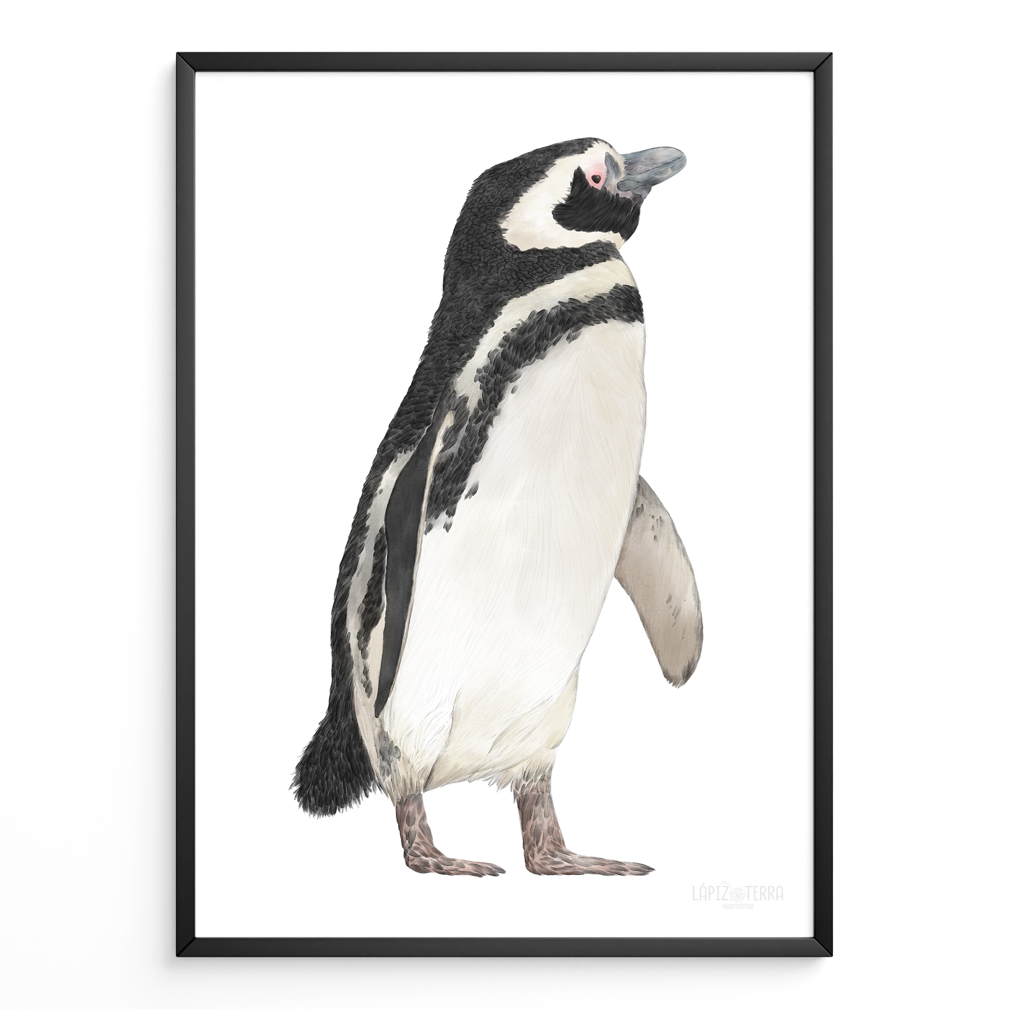 Pingüino de Magallanes