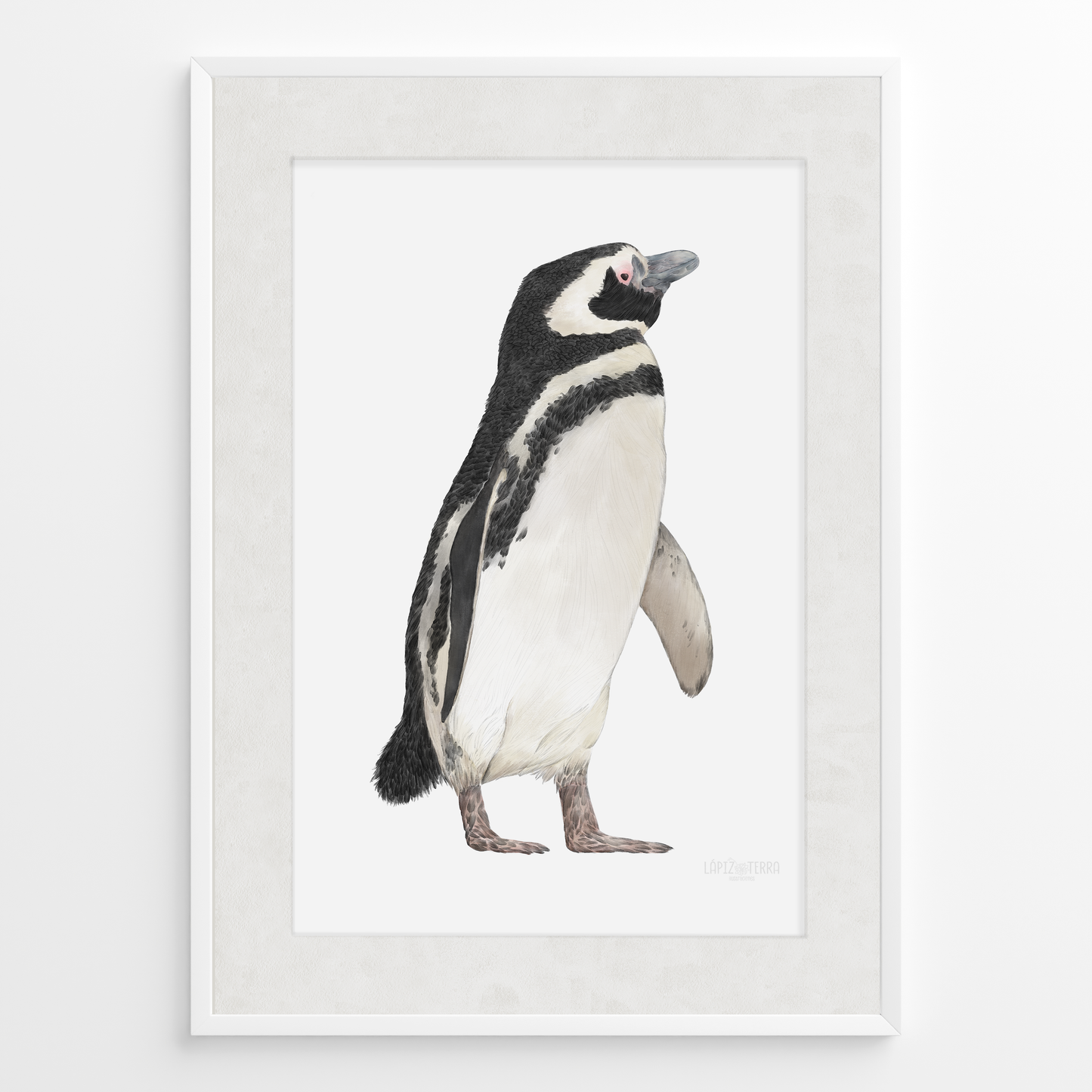 Pingüino de Magallanes