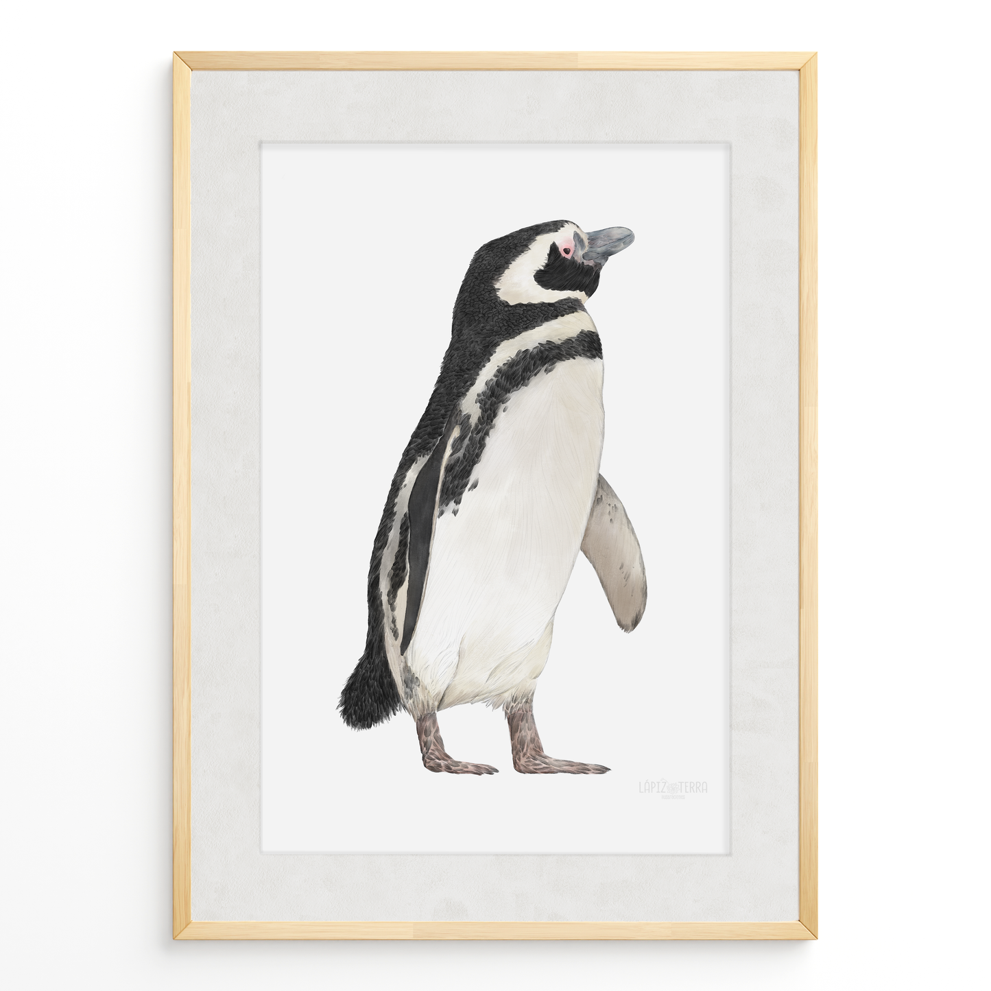 Pingüino de Magallanes