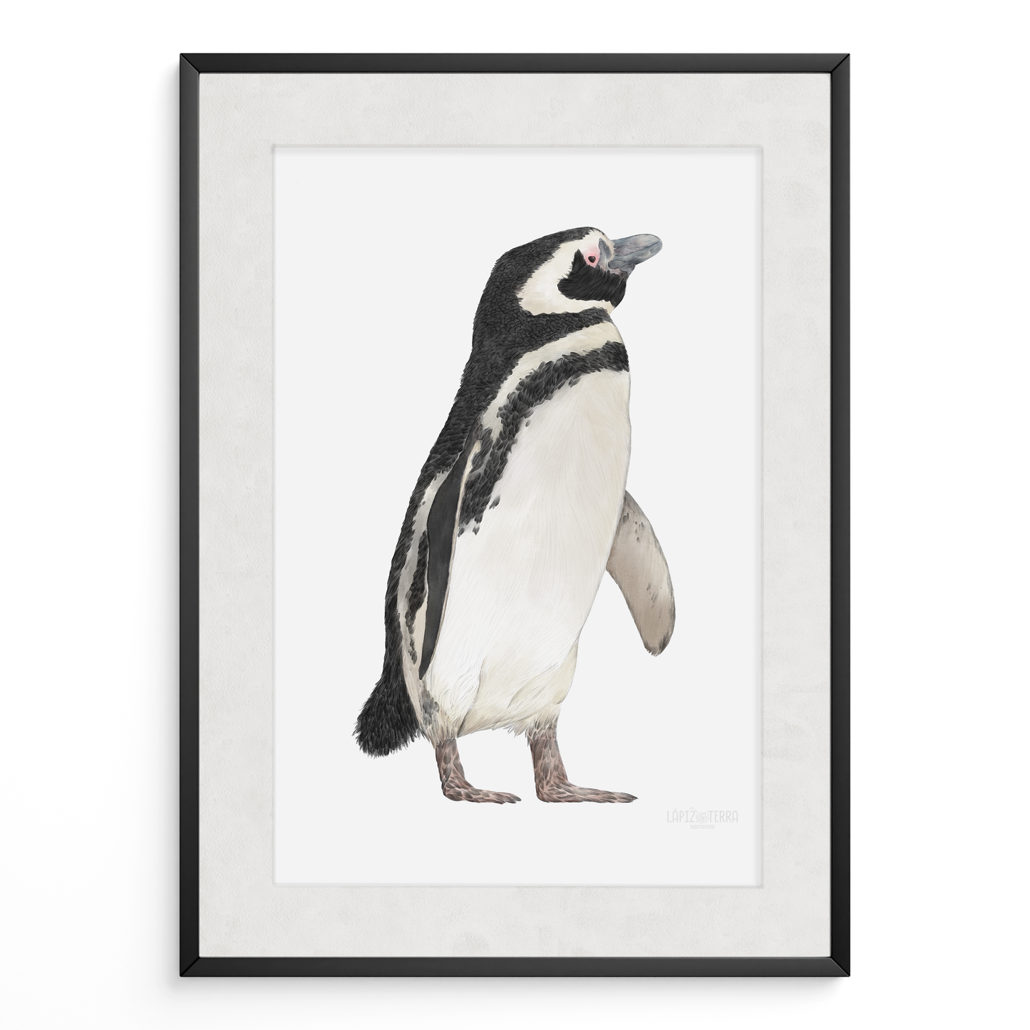 Pingüino de Magallanes