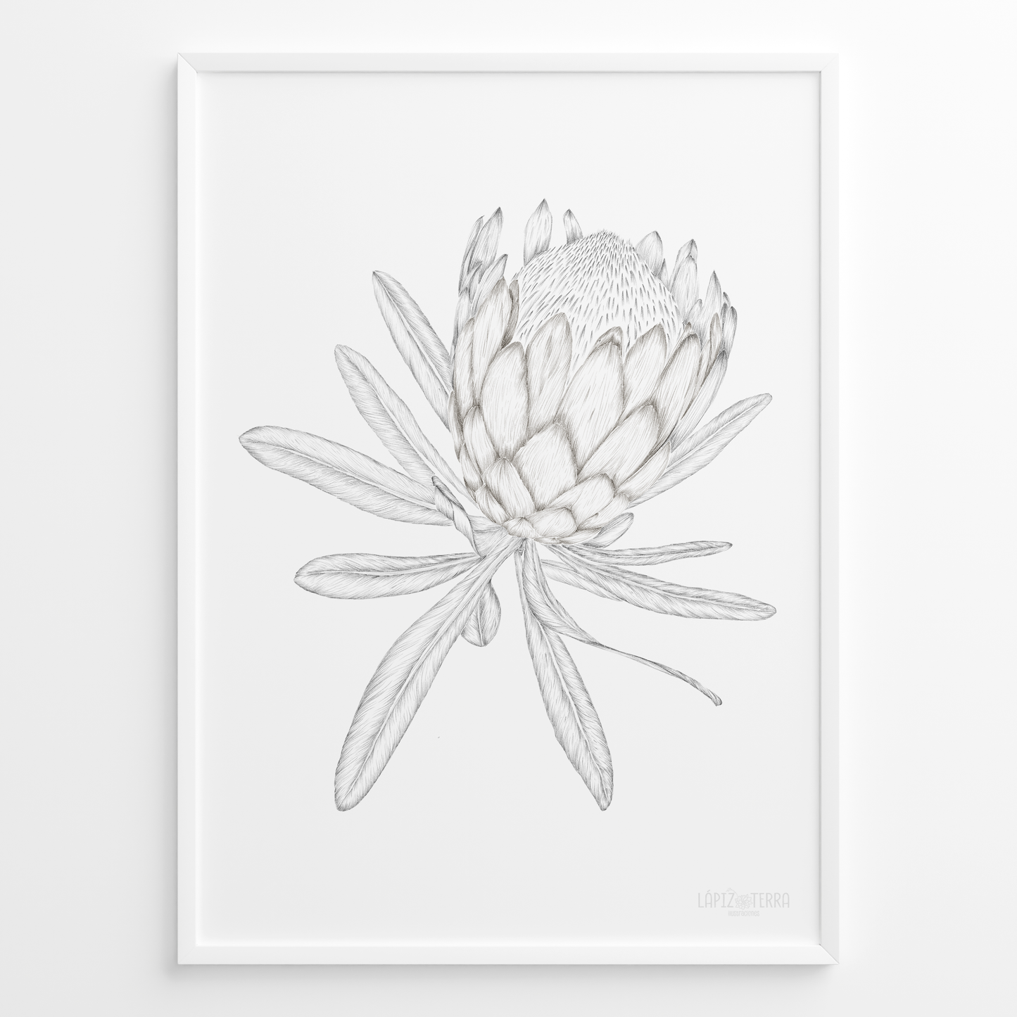 Protea B&N