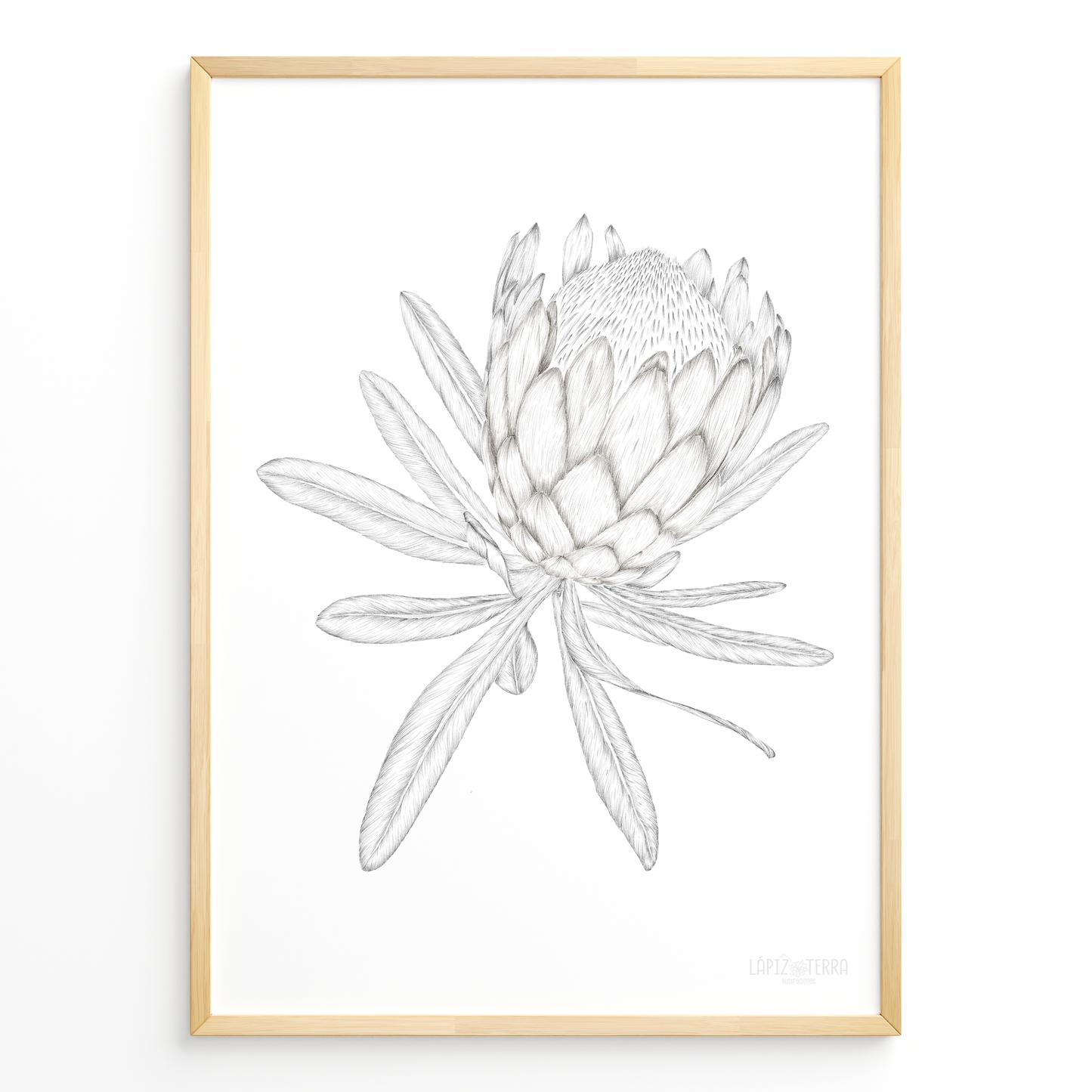 Protea B&N