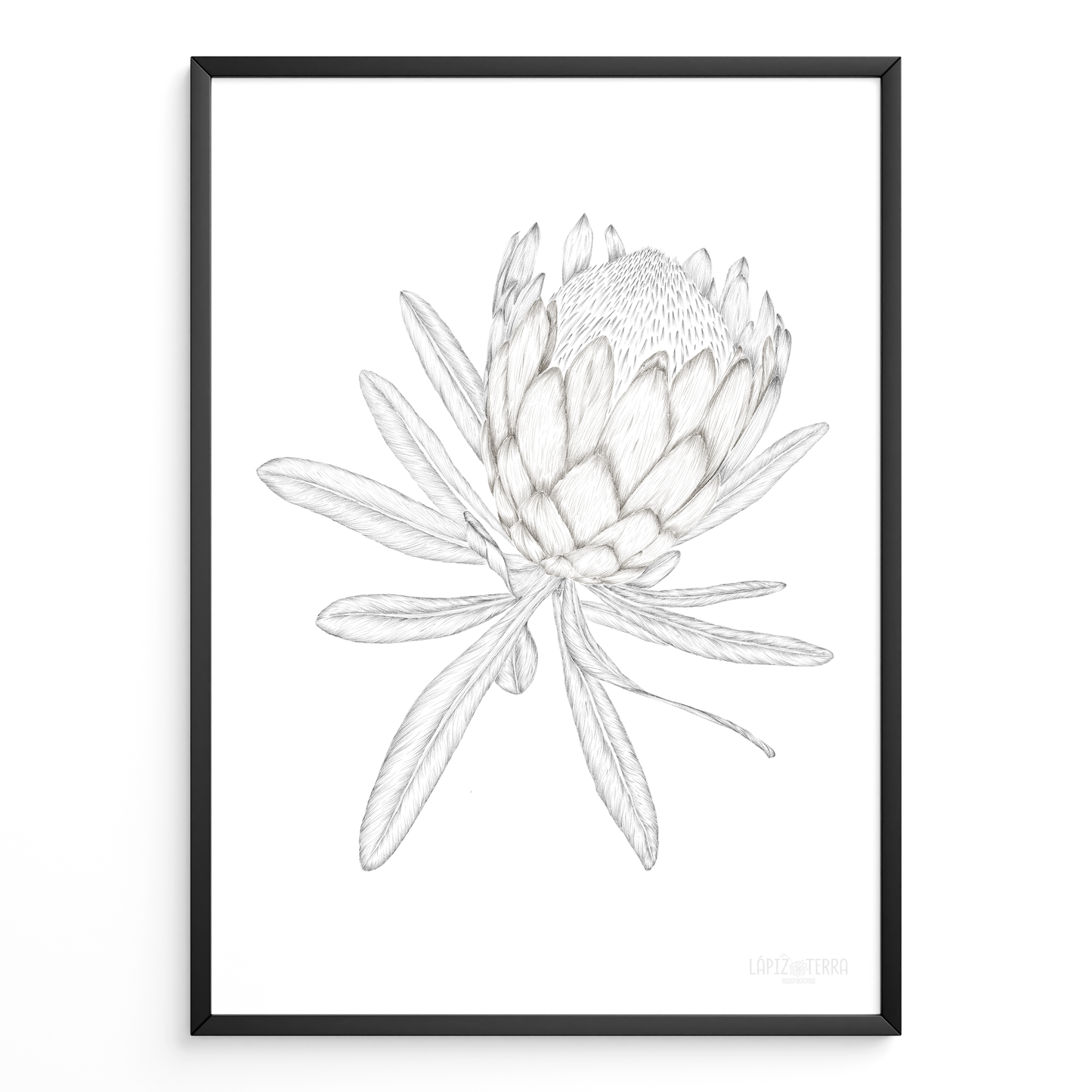 Protea B&N