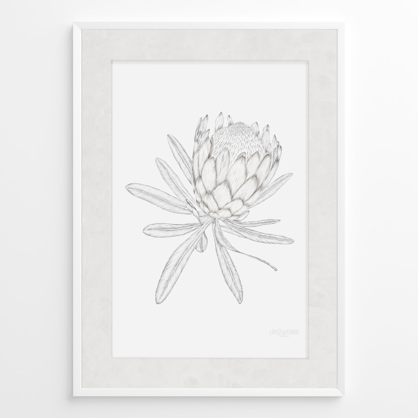 Protea B&N