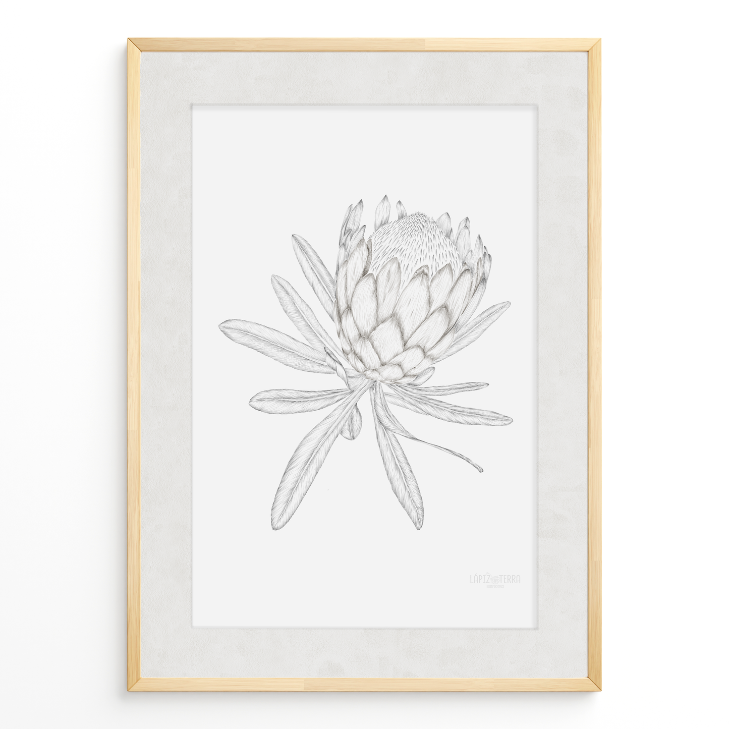 Protea B&N