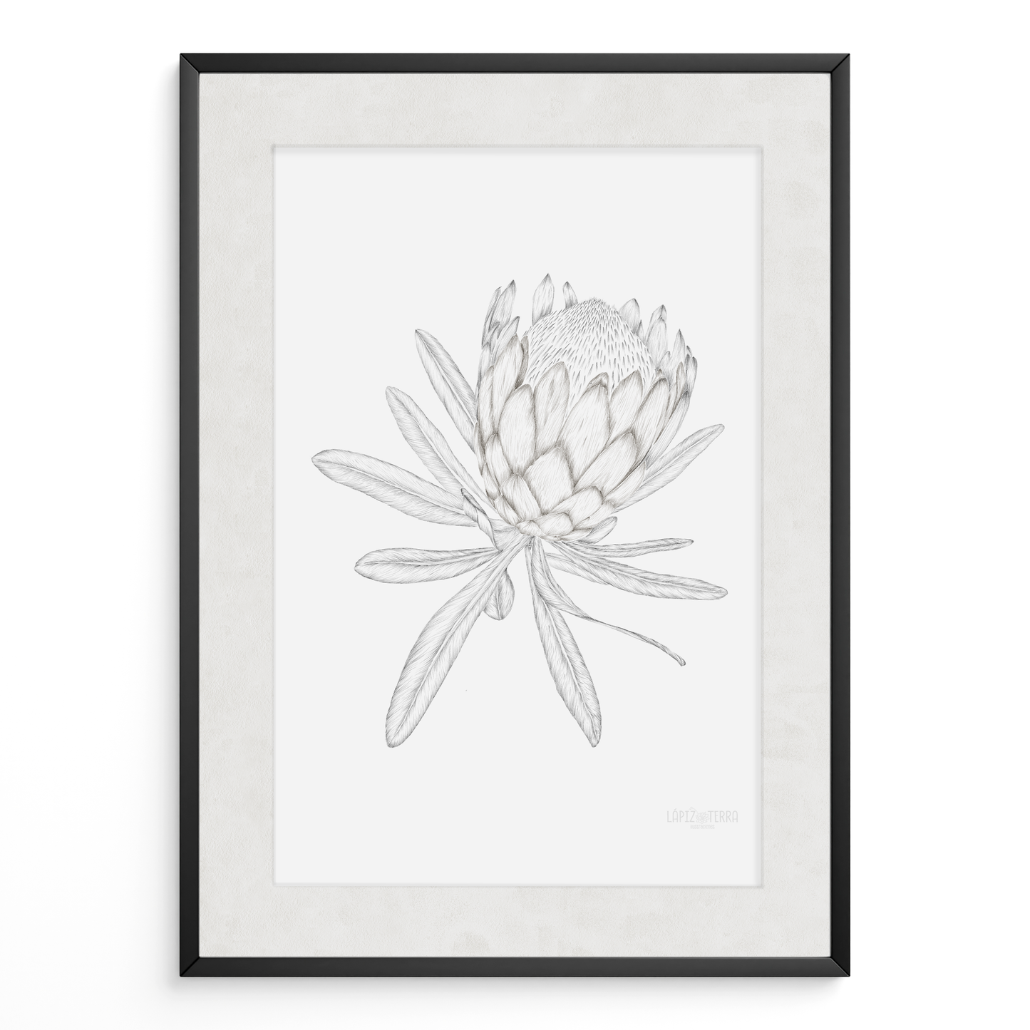 Protea B&N