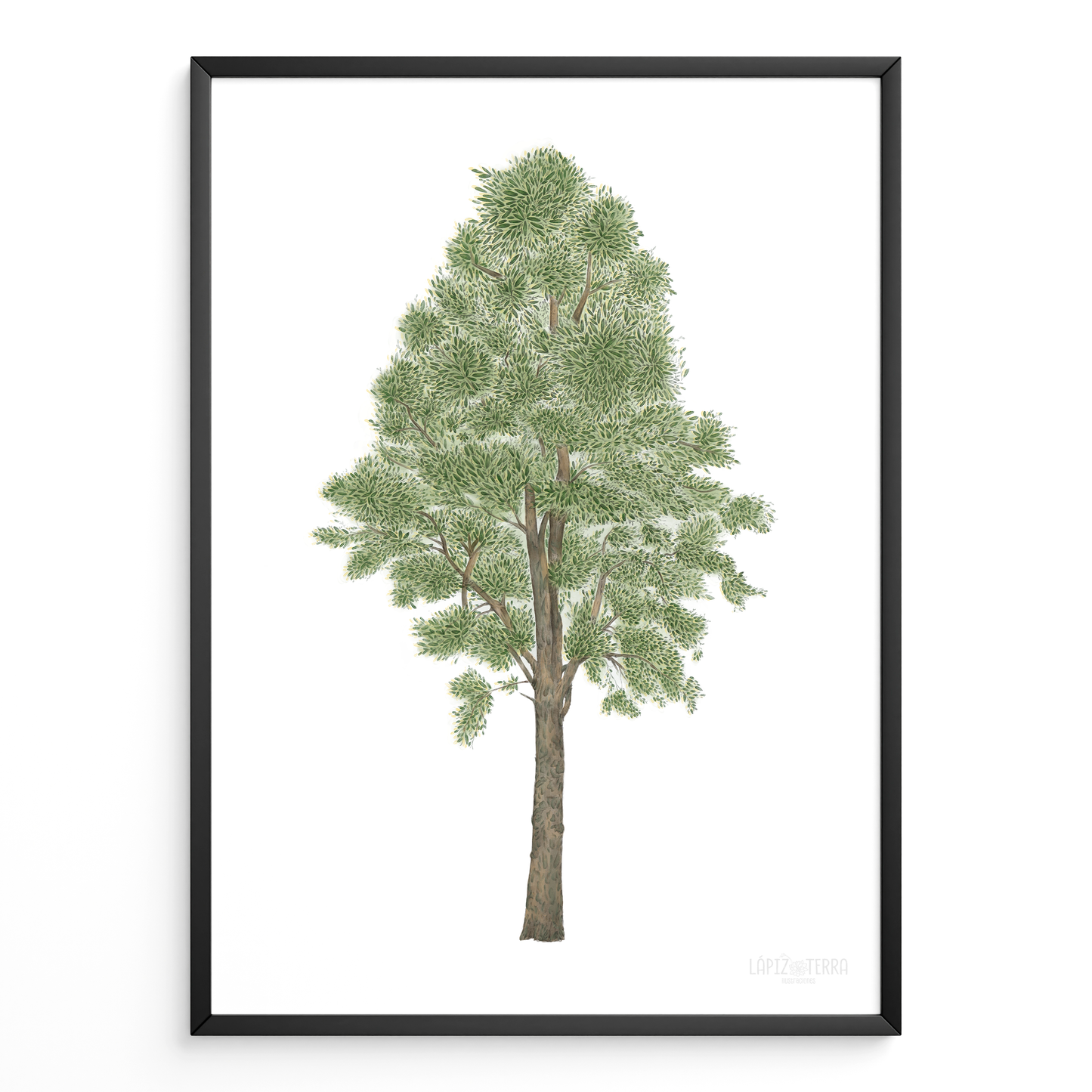 Roble Chileno