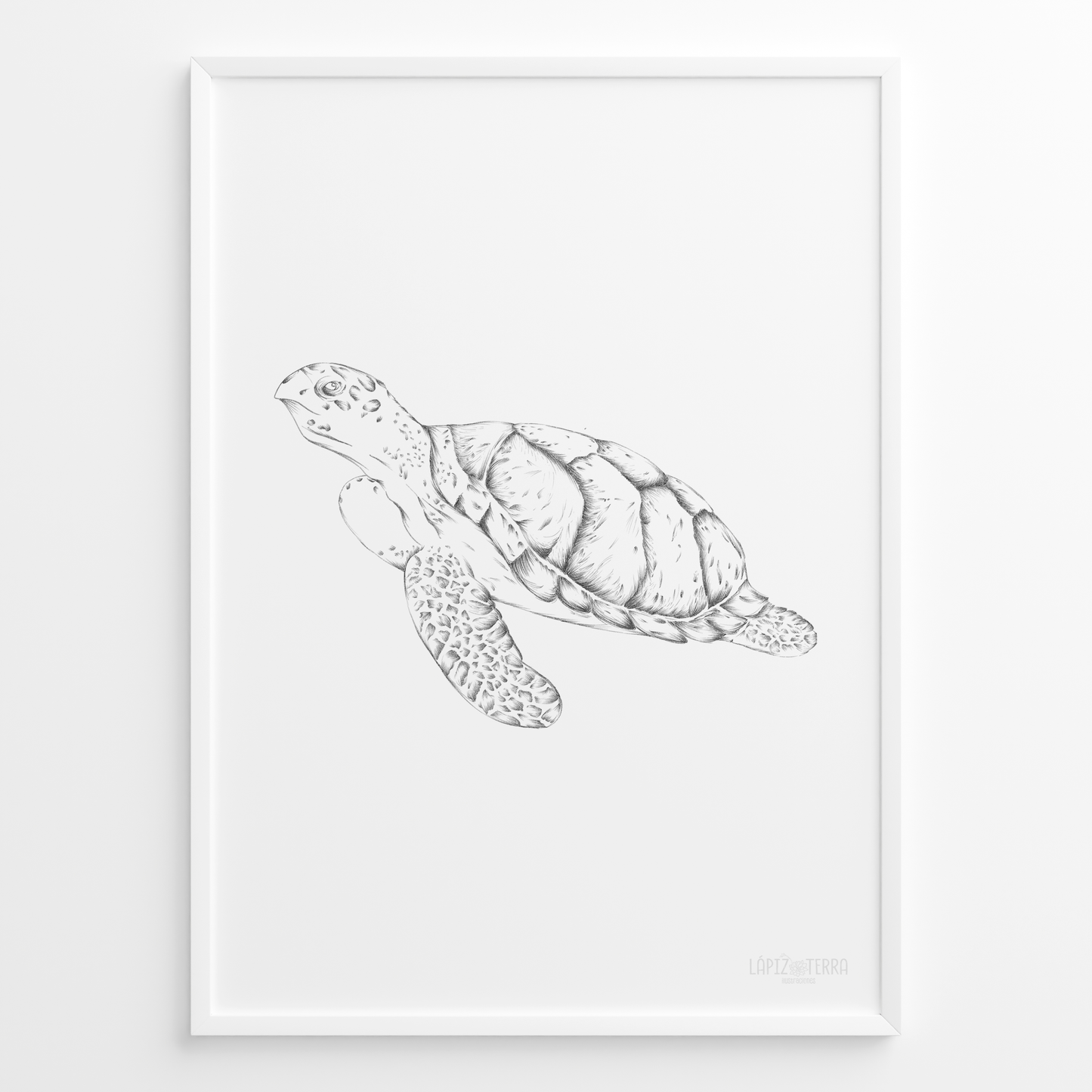 Tortuga B&N
