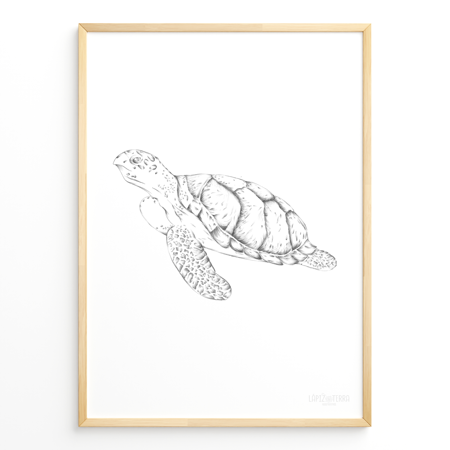 Tortuga B&N