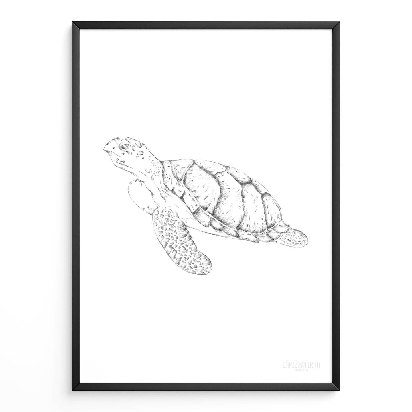 Tortuga B&N