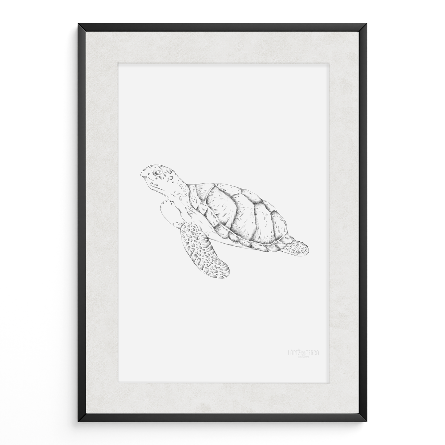 Tortuga B&N