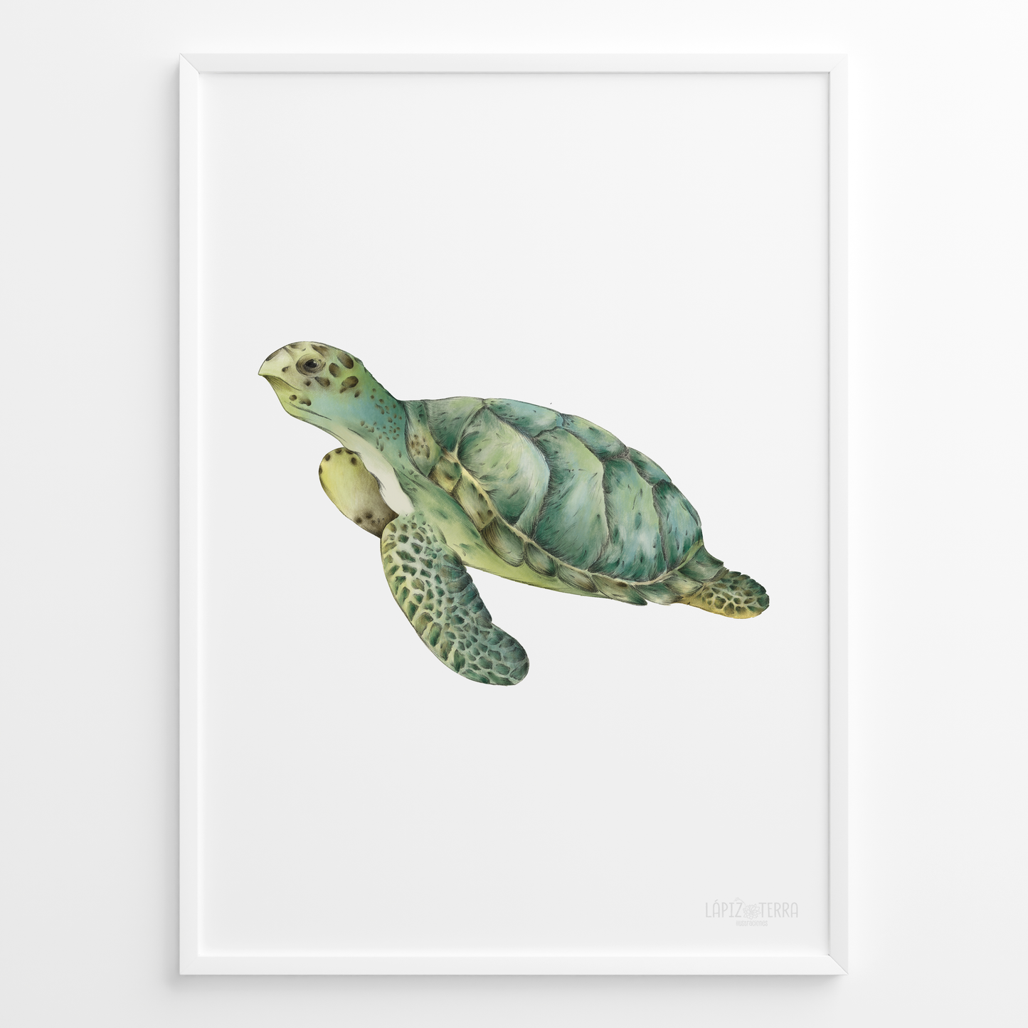 Tortuga