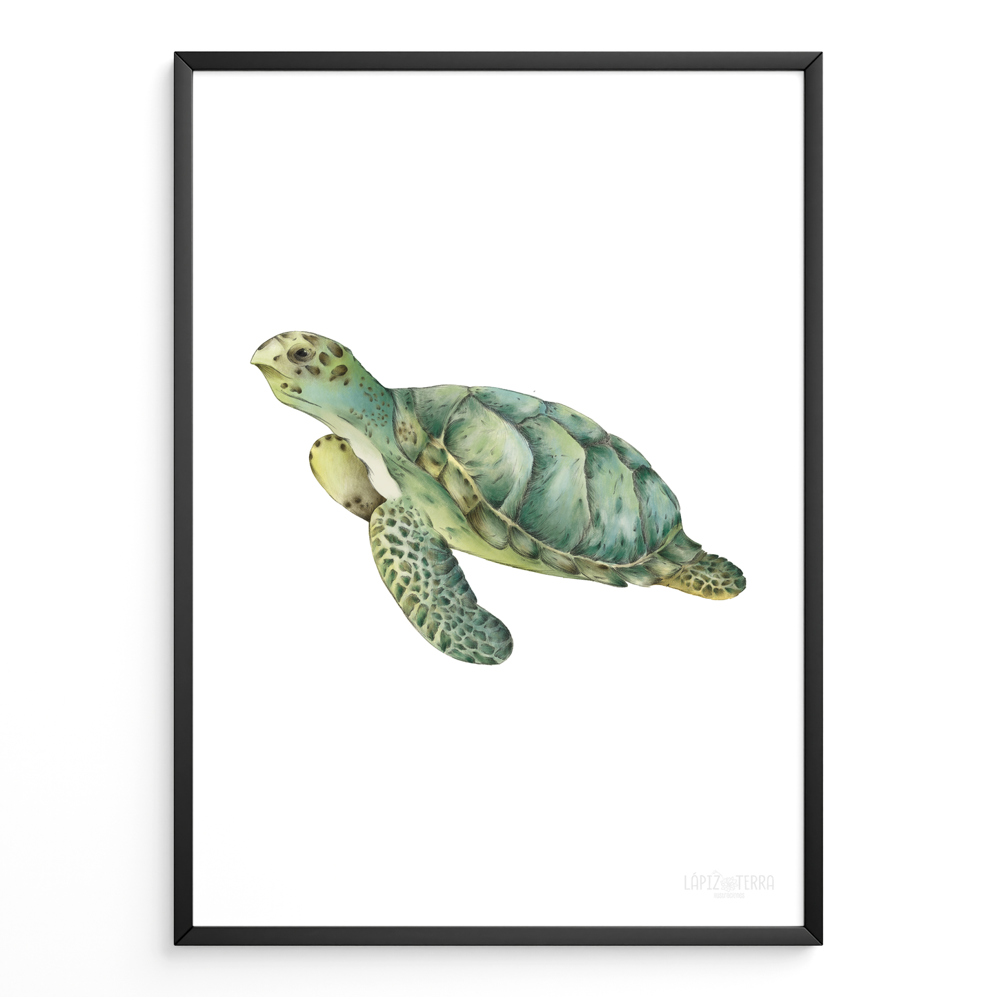 Tortuga