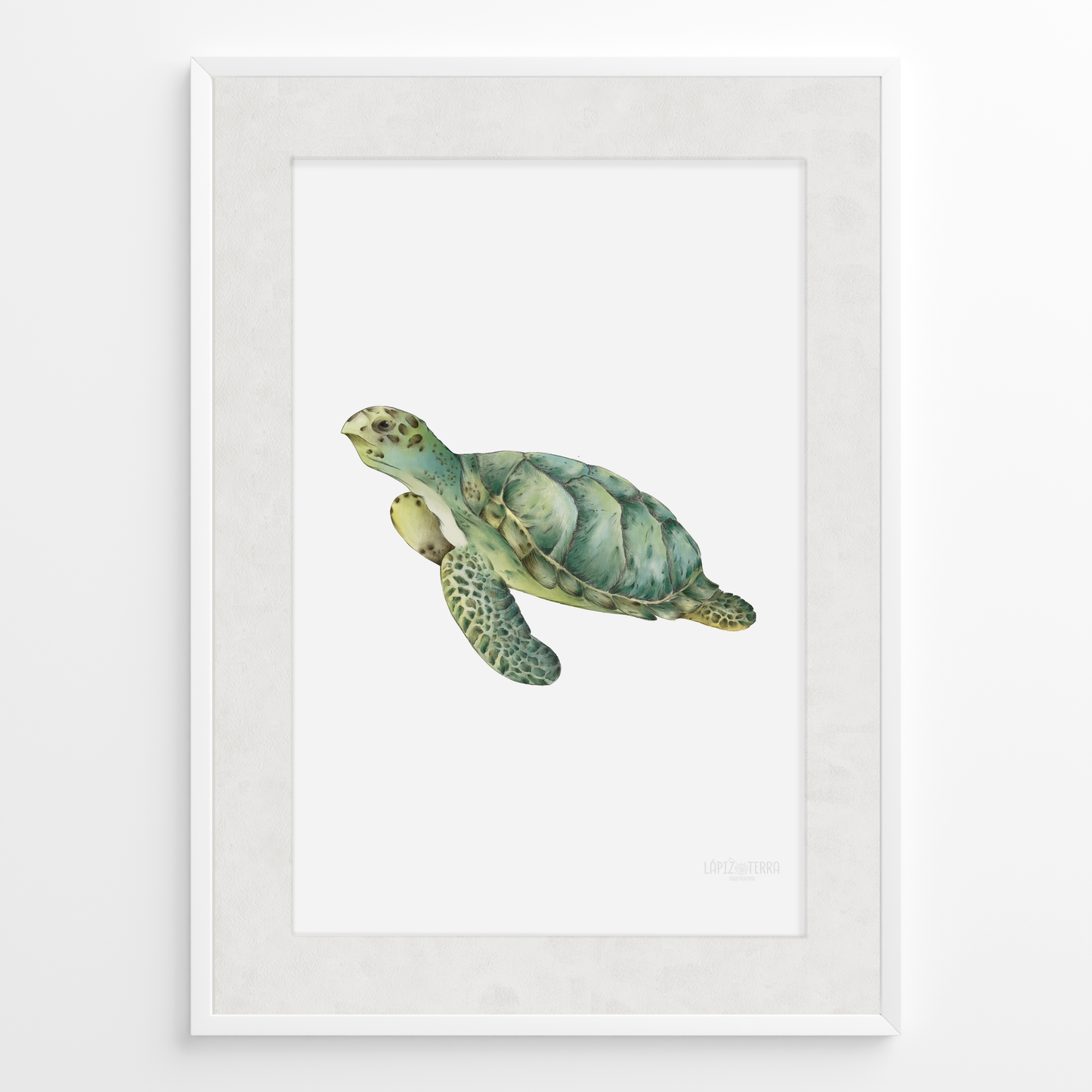Tortuga