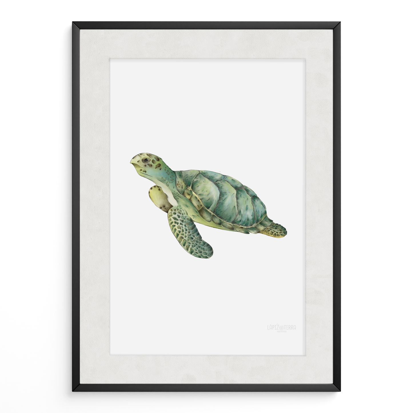 Tortuga