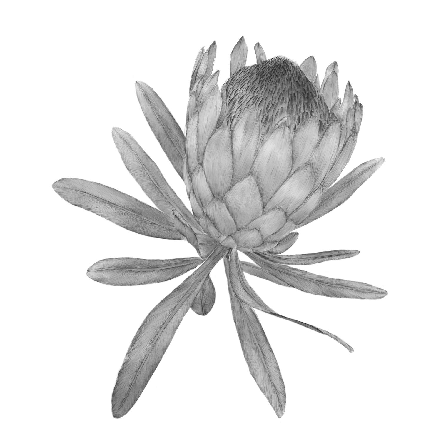 Flora Chilena