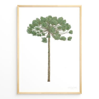 Araucaria