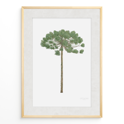 Araucaria