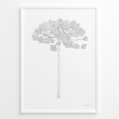 Araucaria B&N