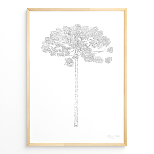 Araucaria B&N