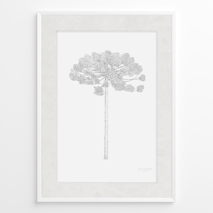 Araucaria B&N