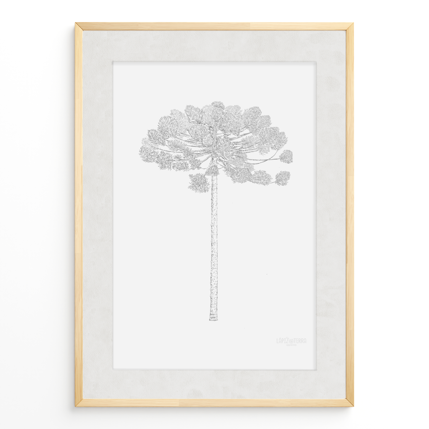Araucaria B&N