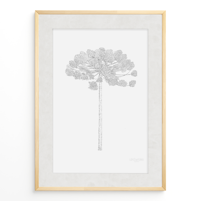 Araucaria B&N