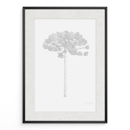 Araucaria B&N