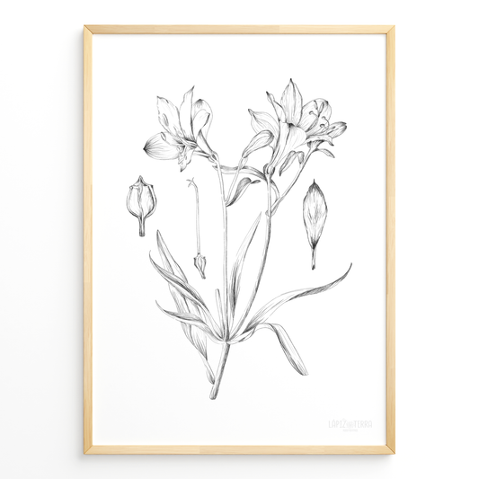 Astromelia B&N