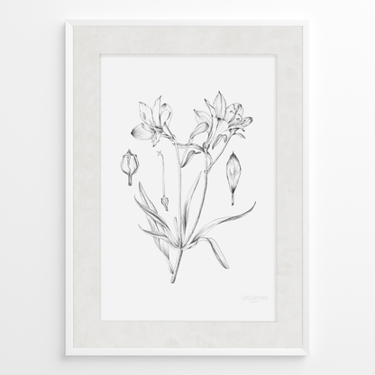 Astromelia B&N